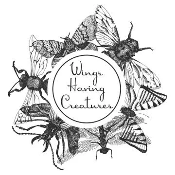 Entomological vector rounded frame template Stock Illustration