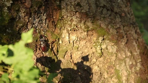 Entomologist puts in a jar a small brown beetle Lucanus cervus sitting on a tree Stock Footage 113424186
