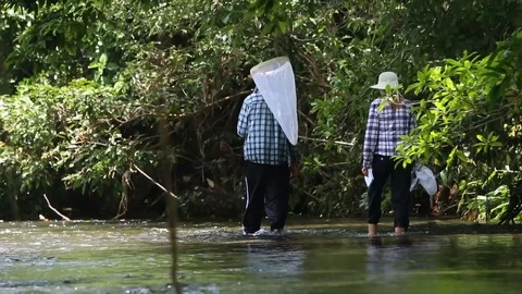 Entomologist sampling for river damselflies Vídeos de archivo 98377762