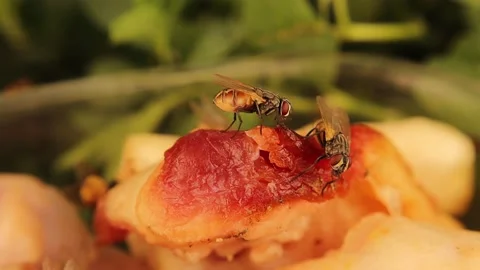 Entomology. Difference in size between the house fly and the green bottle fly Stock Footage 157814511