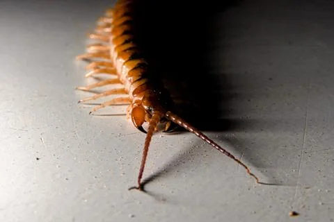Entomology Insect Study Centipede Macro Foto stock