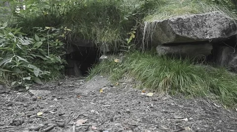 The entrance to an abandoned quarry Stock Footage 64476541