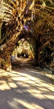 An entrance among the dense palm trees Stock Photos