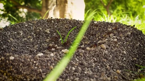 Entrance Of The Anthill Video stock 103191039