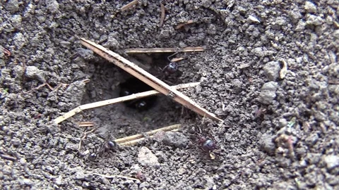 Entrance to the anthill Видео 159877026