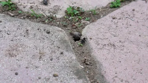 The entrance to the anthill in the ground. Video stock 291848225