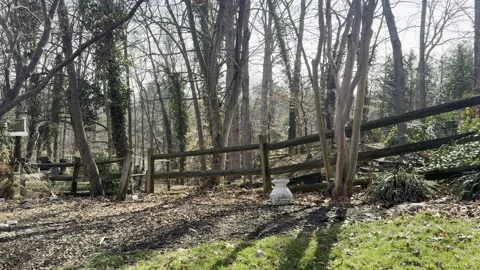 Entrance to Backyard Woods Vídeos de archivo 330312792