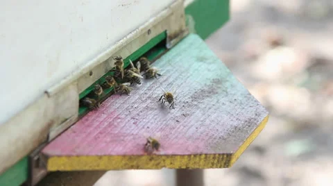 The entrance beehive Stock Footage 65364367