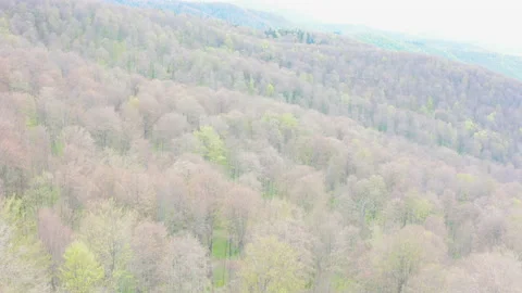 Entrance with drone in a dense forest 库存影片 196007379