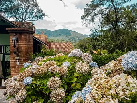 Entrance with hydrangeas Stock Photos