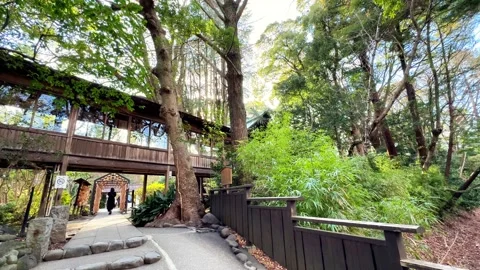 Entrance Path Through Lush Forest Leads to Majestic Odawara Castle Stock-Footage 331198291