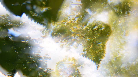 Entrancing panoramic nature background with lime tree (Tilia) yellow leaves 動画素材 54563020