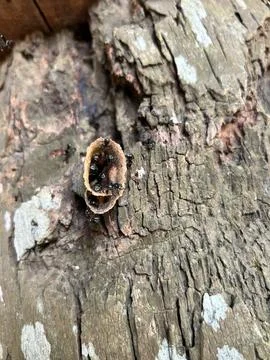 Entry Gate Foto stock