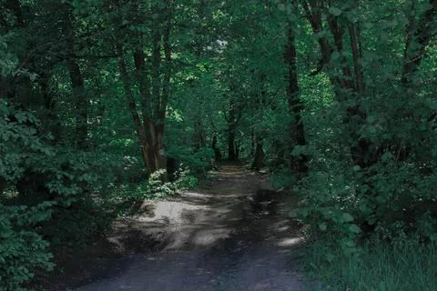 An entry in a mystery forest, Stock Photos