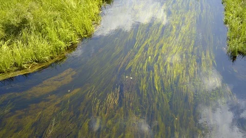 Entry to river closeup with reeds Видео 94431397
