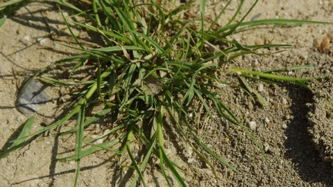 Ents Nest Stock Footage 89613371