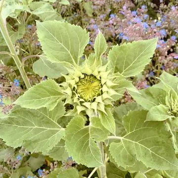 Entstehungsphase einer Sonnenblume Stock-Fotos