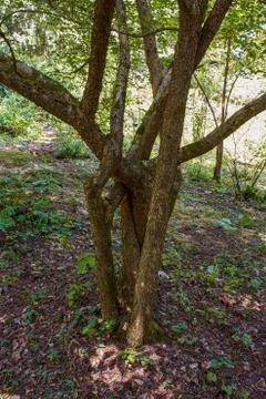 Entwined tree trunks Stock Photos