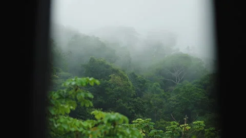 Enveloping view of a lush, dense tropical rainforest blanketed in ethereal mist Stock Footage 336056958