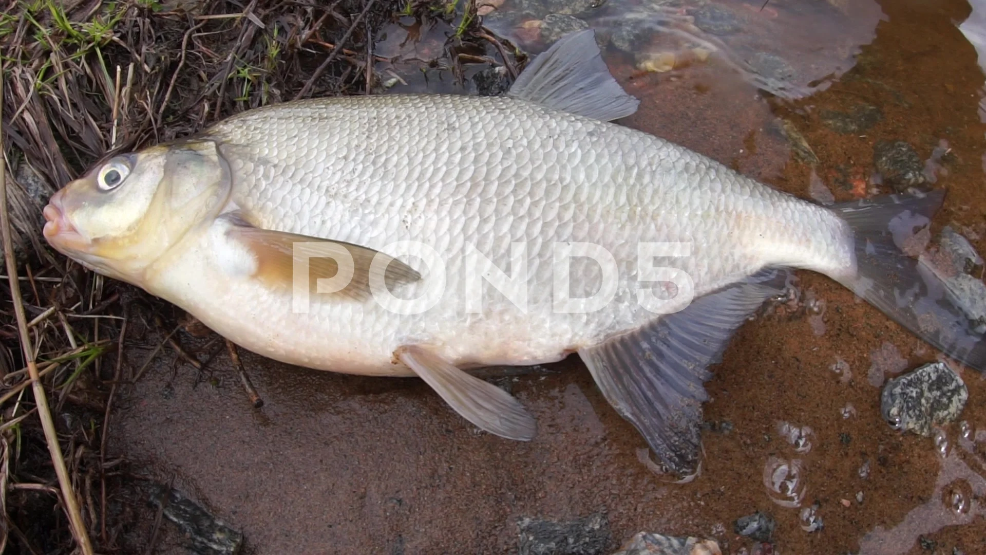 Angler feeder fishing bream roach hi-res stock photography and