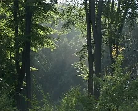 Environment after the rain in forest - 001 Stock Footage 10934813