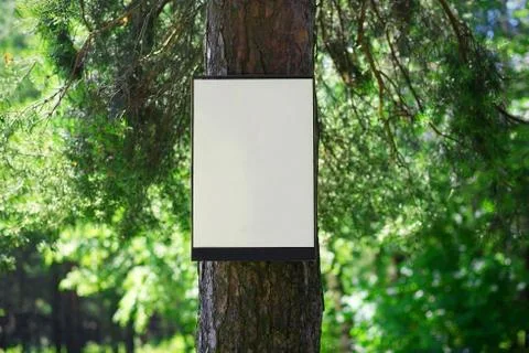 Environment and nature concept - empty board on tree in forest Stock Photos