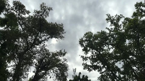 Environment and Technology, Silhouette Trees And Cell Tower With Birds Flying Stock Footage 280918253