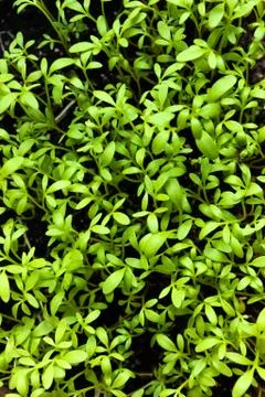 Environment background of seedlings Foto stock