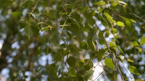 Environment in city, greenery and background concepts. Close up of leaves  Stock Footage 128448343