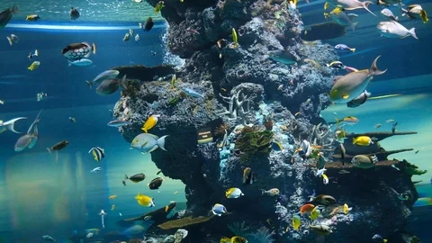 The environment of creatures undersea Stock Footage 110622552