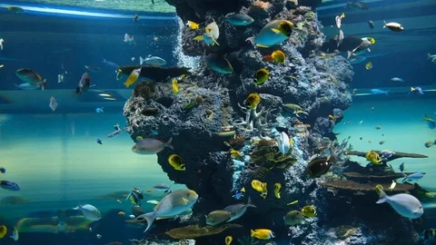 The environment of creatures undersea Stock Footage 110622568