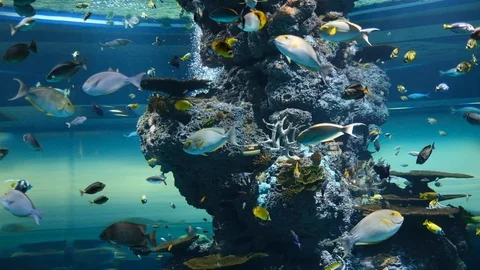 The environment of creatures undersea Stock Footage 110622569