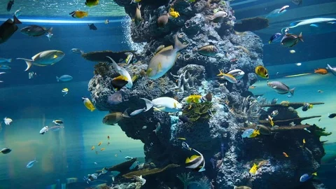 The environment of creatures undersea Stock Footage 110622639