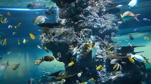 The environment of creatures undersea Stock Footage 110622650