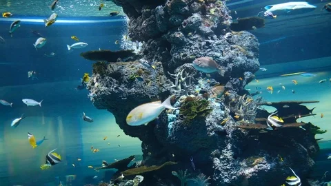 The environment of creatures undersea Stock Footage 110622656