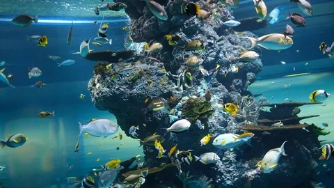 The environment of creatures undersea Stock Footage 110622692
