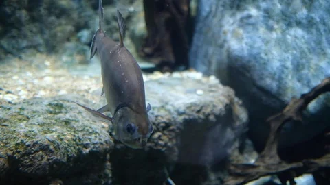 The environment of creatures undersea Stock Footage 110622696