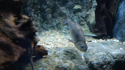 The environment of creatures undersea Stock Footage 110622781