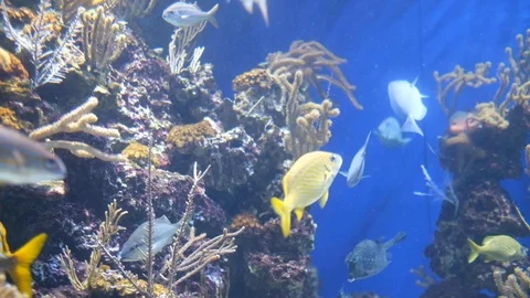 The environment of creatures undersea Stock Footage 110622795