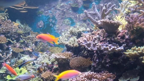 The environment of creatures undersea Stock Footage 110622808