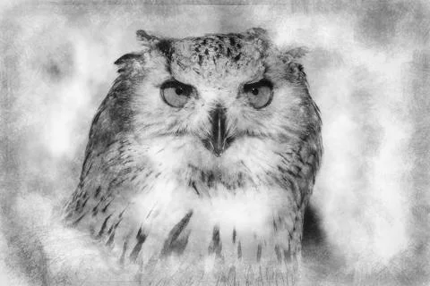 Environment, eagle owl, detail of head, lovely plumage hand drawing effect wi Stock-Illustration