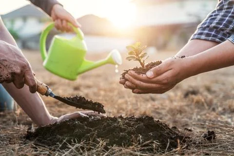 Environment earth day, Hands of tree man helping were planting the seedlings Stock Photos