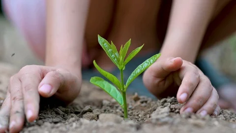 Environment Earth Day In the hands of trees growing seedlings Female hand Stock Footage 108615060