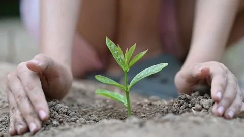 Environment Earth Day In the hands of trees growing seedlings Stock Footage 108672245