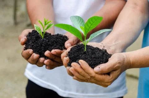 Environment Earth Day In the hands of trees growing seedlings. Bokeh green Ba Stock Photos