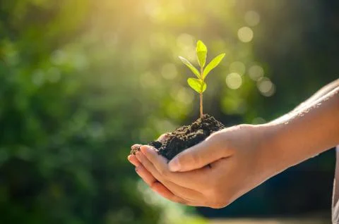 Environment Earth Day In the hands of trees growing seedlings. Bokeh green Ba Stock Photos