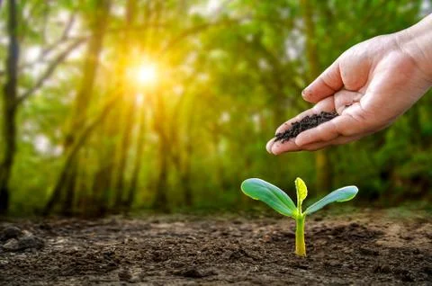 Environment Earth Day In the hands of trees growing seedlings. Bokeh green Ba Stock Photos
