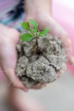 Environment Earth Day In the hands of trees growing seedlings. Bokeh Backgrou Stock Photos