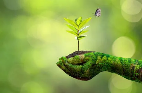 Environment Earth Day In the hands of trees growing seedlings. Bokeh green Ba Stock Photos