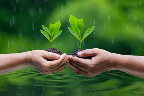 Environment Earth Day In the hands of trees growing seedlings. Bokeh green .. Foto stock